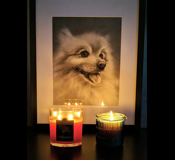 Pomeranian dog portrait