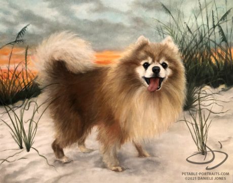 pomeranian-dog-portrait-hoosier
