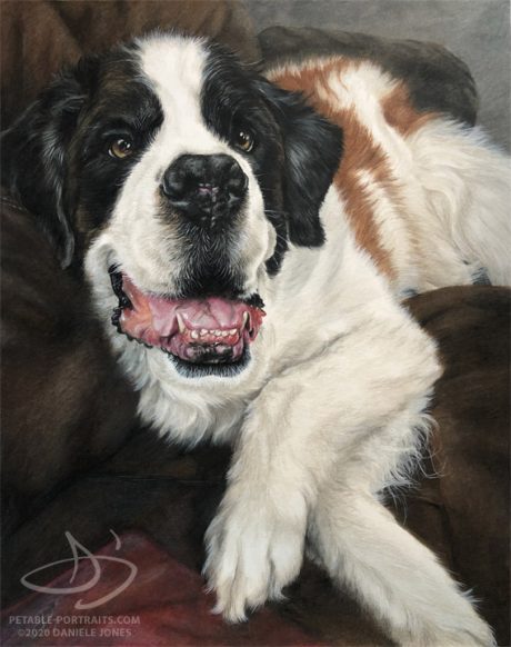 saint-bernard-portrait